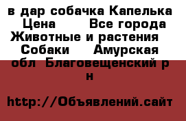 в дар собачка Капелька › Цена ­ 1 - Все города Животные и растения » Собаки   . Амурская обл.,Благовещенский р-н